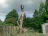 carrying out popular remov al inc stump removal