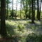 Bluebells in the surrounding forest