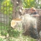 felling a large conifer