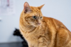 Montague Veterinary Clinic