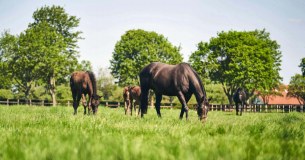 National Stud logo
