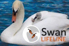 The Swan Rescue Sanctuary