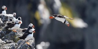The Scottish Seabird Centre