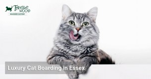Tanglewood Boarding Cattery