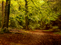 Royal Forestry Society logo