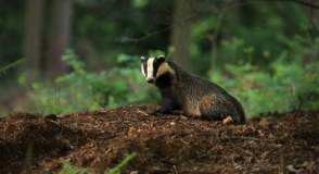 Royal Society Of Wildlife Trusts logo