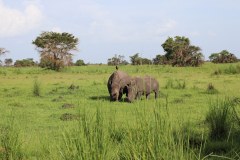Save The Rhino International