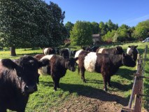 The Boxmoor Trust