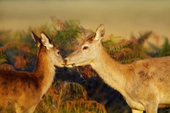 The British Deer Society logo