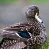 The British Waterfowl Association logo