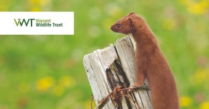 The Vincent Wildlife Trust logo