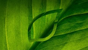 Syngenta