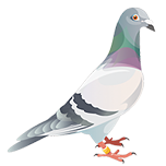 Royal Pigeon Racing Association logo
