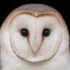 The Barn Owl Trust