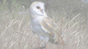 The Owl Centre