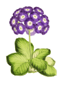 Primrose Education Resources