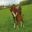 New Hill Farm & Stud