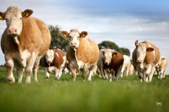 The British Simmental Cattle Society Limited logo