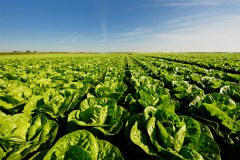 P D M Produce (UK) Limited
