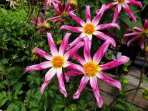 Port Sunlight Garden Centre