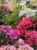 Raglan Garden Centre Limited