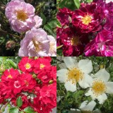 Style Roses