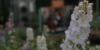 Trevena Cross Nurseries