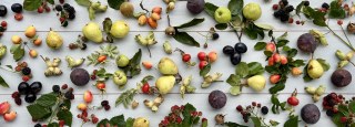 The Glutonous Gardener