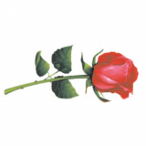 Rose Bank logo
