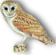 Rural Roosts