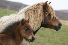 Shetland Pony Stud Book Society