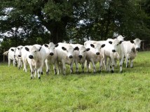 The British White Cattle Society logo