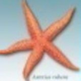 Seastar Survey