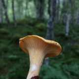 The Forest Mushroom Co.