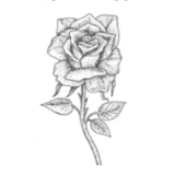 R Harkness & Co. Limited