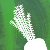 Riverford Home Delivery (West Cornwall)