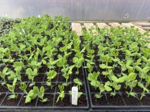 The Organic Farm Shop