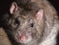 Vale Game Pest Control logo