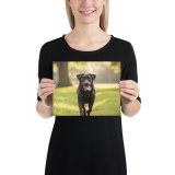 Paws For Thought Animal Care