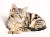 Newton Pet & Garden Supplies