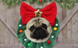 Pugs & Kisses