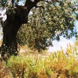 The Olive Shed