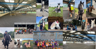 Sandy Lane Equestrian logo