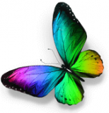 Papillon Du Bois Limited