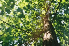 Redwood Tree Services Limited
