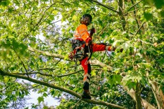 South Bucks Tree Surgeons