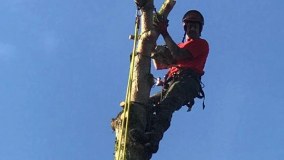 Tree Monkeys