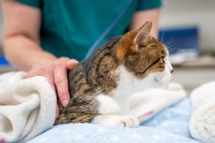 Parkside Veterinary Group