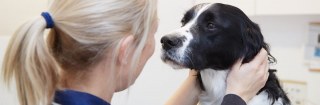 Pet Doctors
