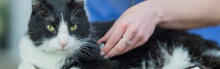Putlands Veterinary Surgery